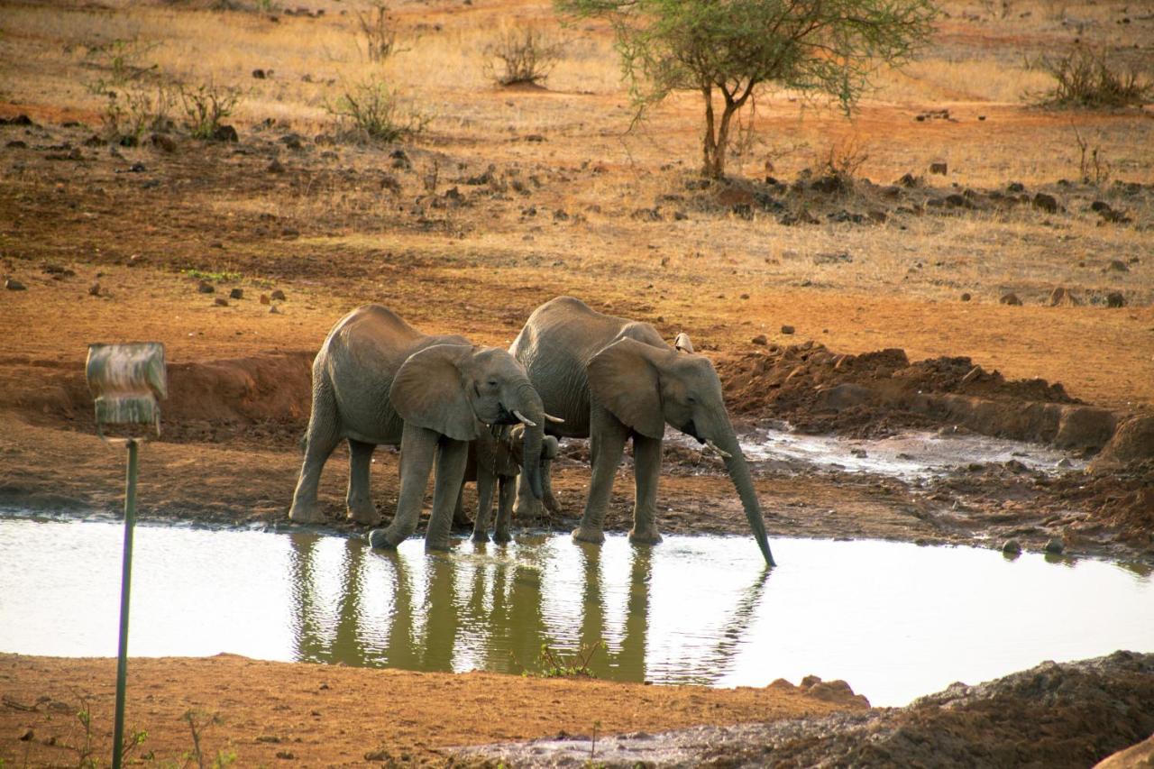 Tsavo Kilaguni Serena Safari Lodge מראה חיצוני תמונה