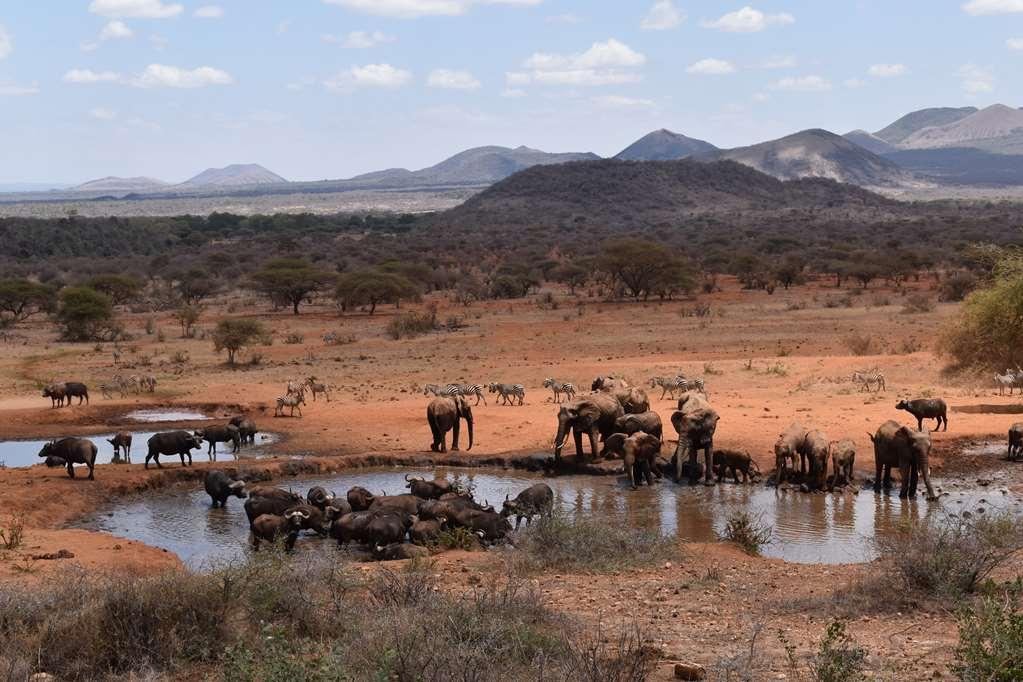 Tsavo Kilaguni Serena Safari Lodge מתקנים תמונה