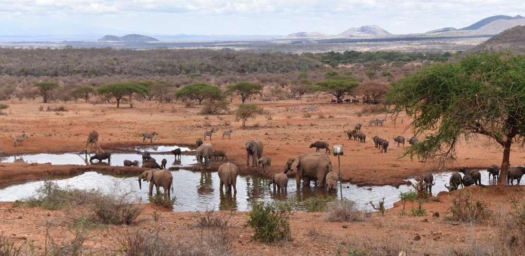 Tsavo Kilaguni Serena Safari Lodge מתקנים תמונה